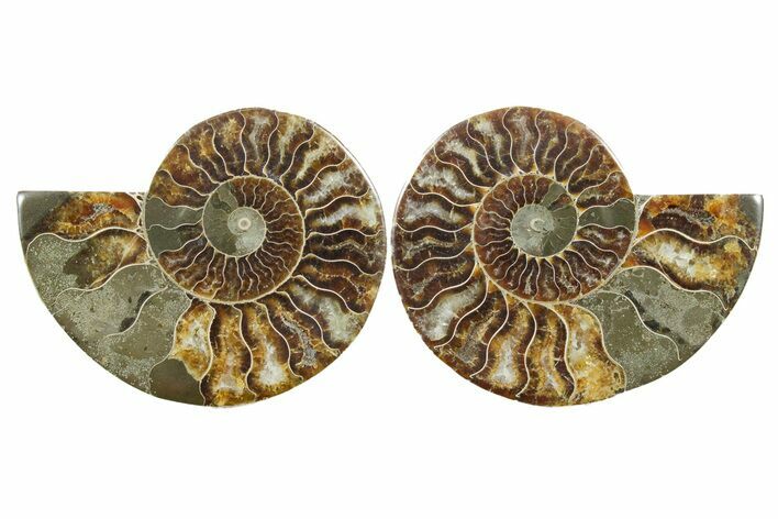 Cut & Polished Crystal-Filled Ammonite Fossil - Madagascar #354163